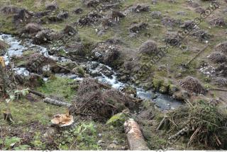 Photo Reference of Background Forest
